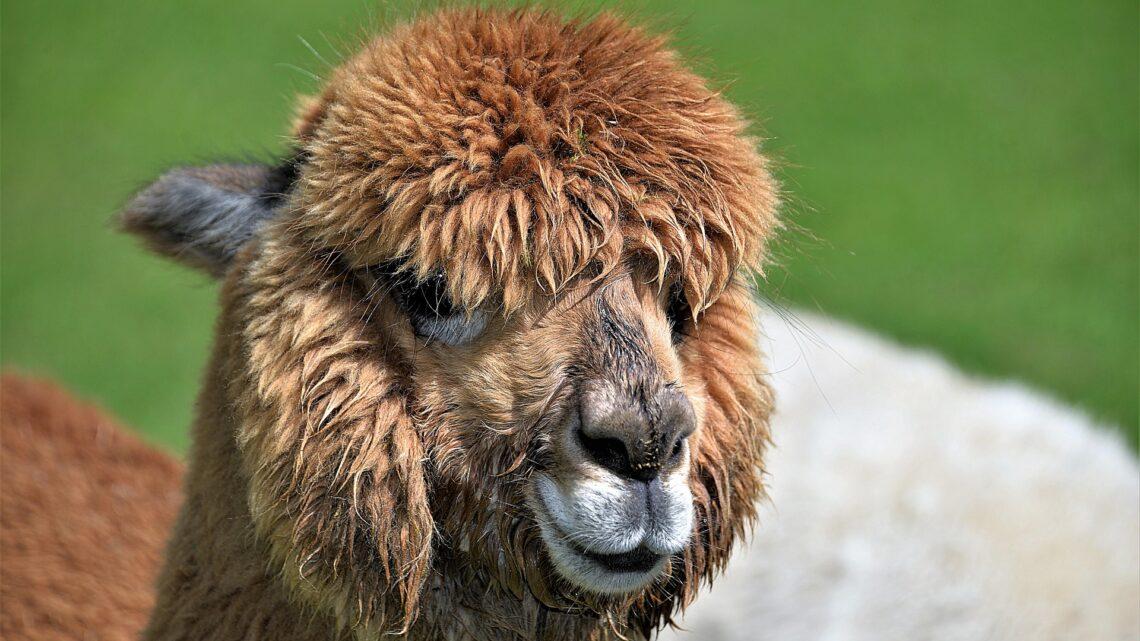Mit der Mohair Wolle wird es kuschelig warm